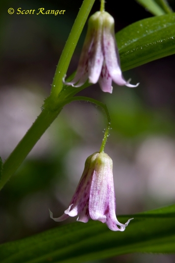 {Streptopus lanceolatus}